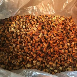 彝山香批发云南特产山珍姬松茸干货批发食用菌