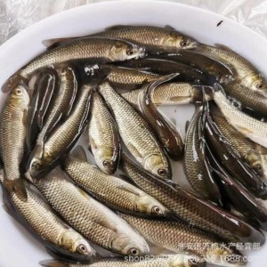 优质草鱼苗小规格草混子苗大种苗