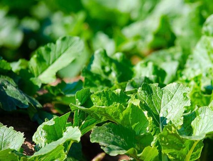 全链条发展蔬菜产业鼓起群众“钱袋子”