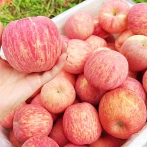 【全年供应】山东烟台栖霞红富士苹果新鲜应季水果批发一件代发