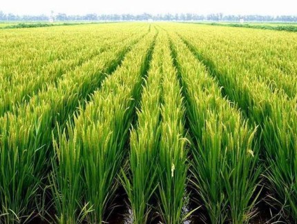 麦田里的“春管经” ——陕西春季田间管理一线见闻