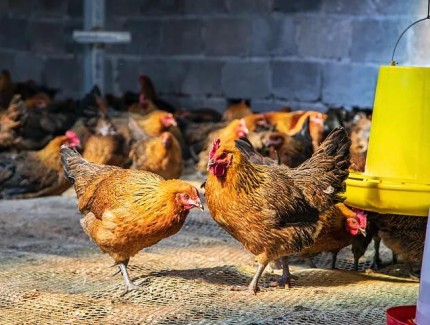 春季养畜禽，保温、通风、免疫三招缺一不可