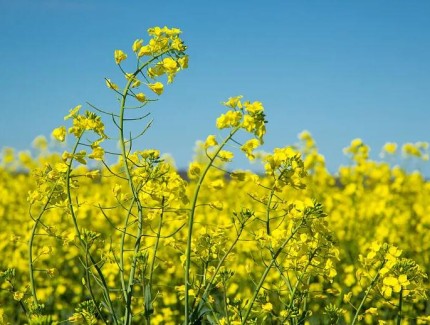 第四届“天府菜油”产业发展大会暨粮油大面积单产提升研讨会举行 油菜品种上新 蜜蜂站上C位